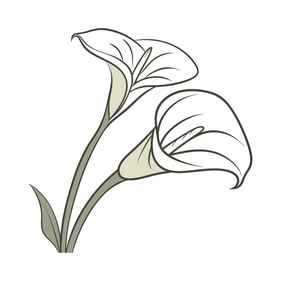 Beautiful Calla Lily Leaf Design for Artwork vector