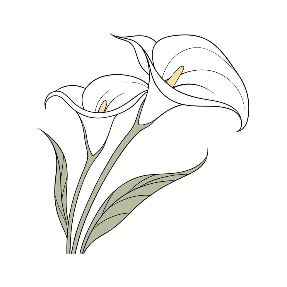 Stylish Calla Lily Plant Illustration for Decor vector