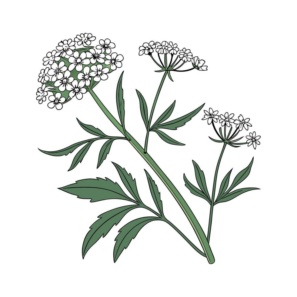 Elegant Candytuft Plant Artwork for Interiors vector