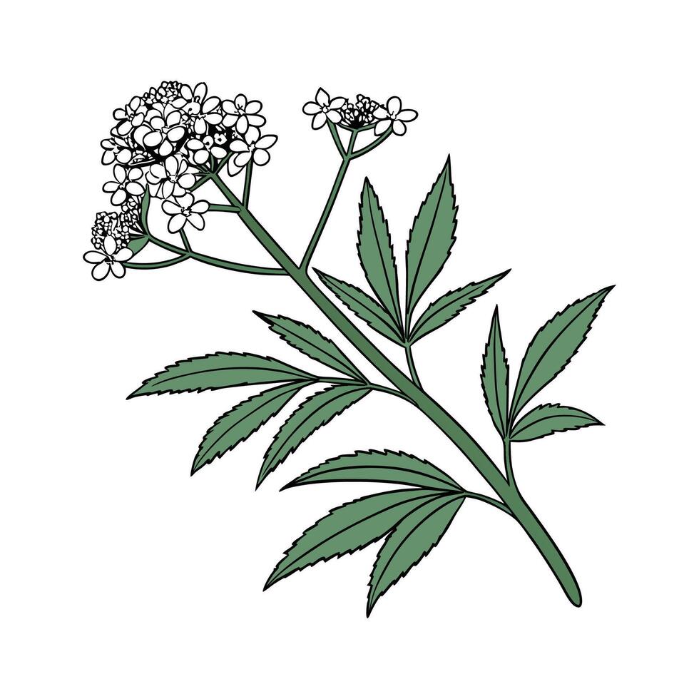 Vibrant Candytuft Leaf Design for Artwork vector