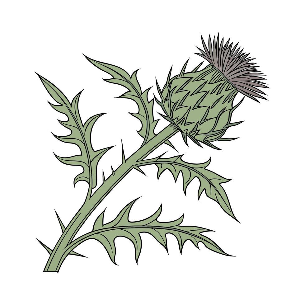 Vibrant Cardoon Plant Artwork for Beautiful Interiors vector