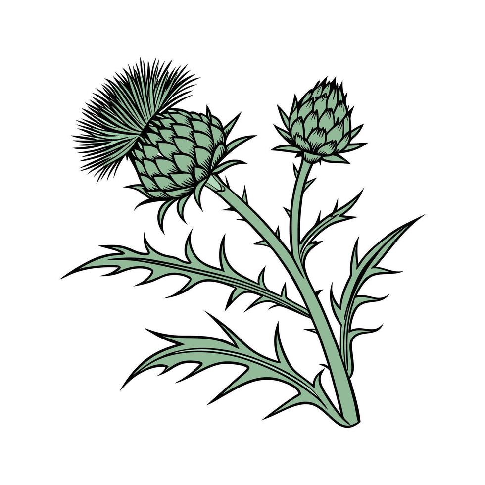 Charming Cardoon Plant Illustration for Decor vector