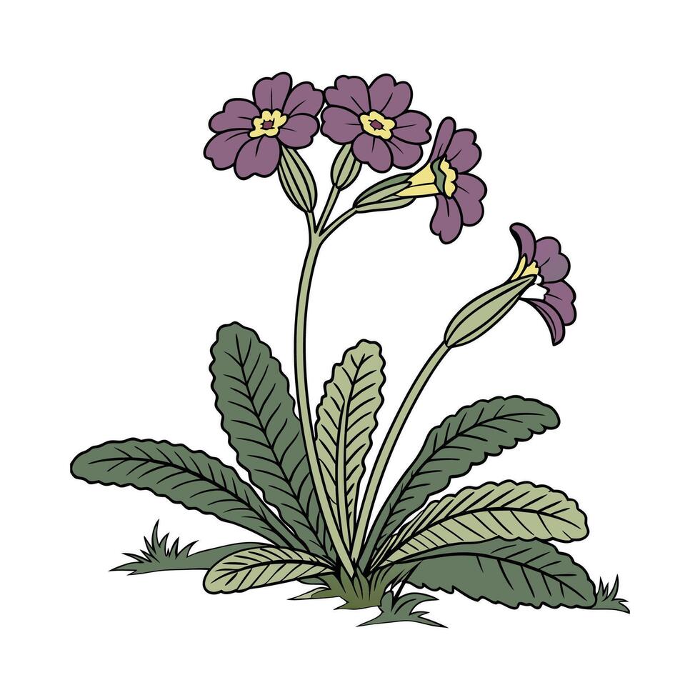 Elegant Cape Primrose Plant Artwork for Interiors vector