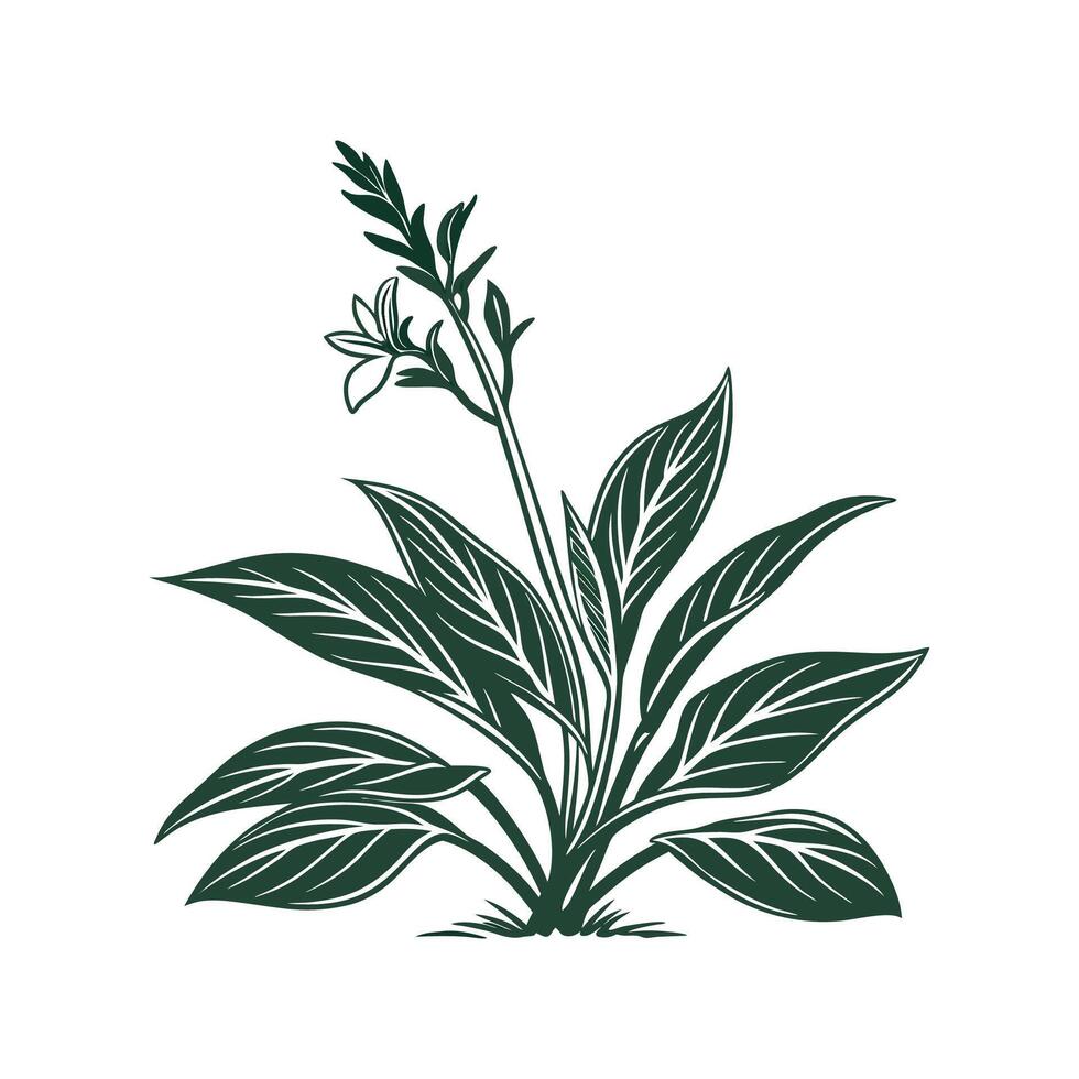 Distinctive Aspidistra Plant Design on White vector