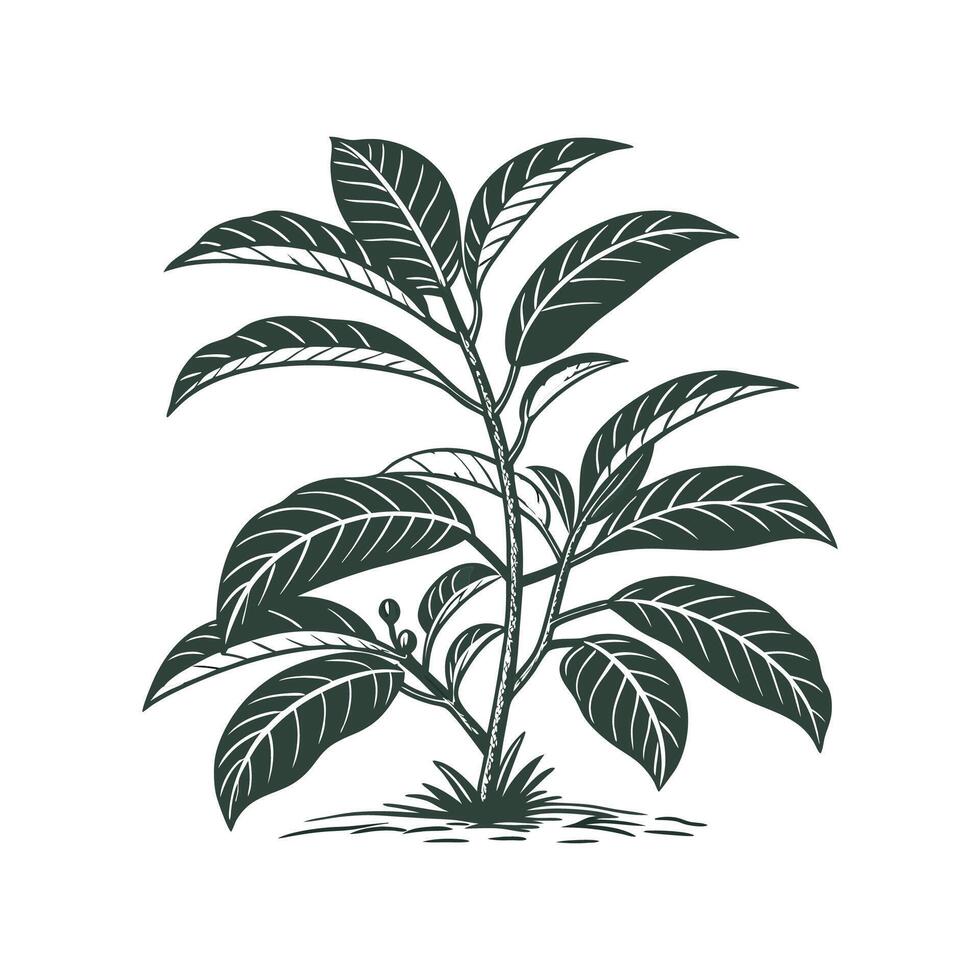 Vibrant Cast Iron Plant Artwork for Beautiful Spaces vector