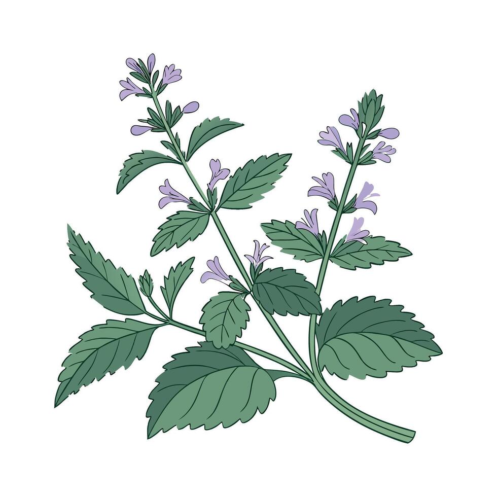 Elegant Catmint Nepeta Plant Illustration for Decor vector