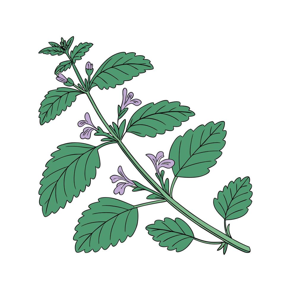 Beautiful Catmint Plant Artwork for Home Decor vector