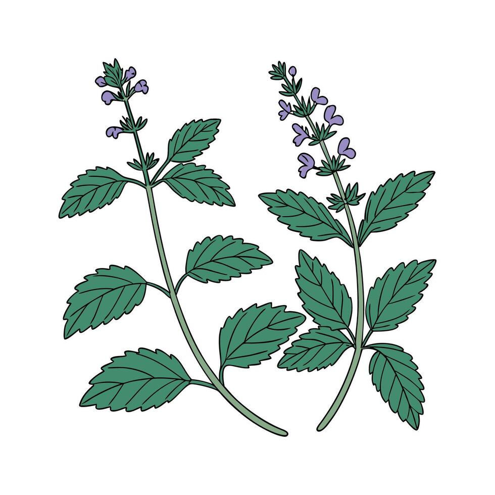 Vibrant Catmint Plant Design for Interiors vector