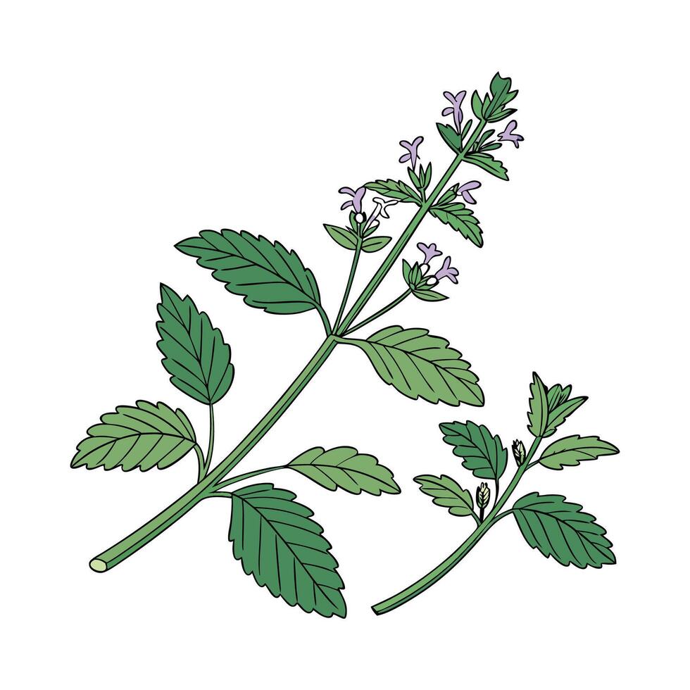 Distinctive Catnip Plant Artwork for Home 57483996 Vector Art at Vecteezy