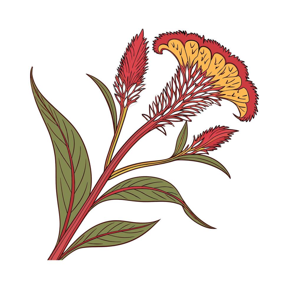 Vibrant Celosia Cockscomb Plant Artwork vector
