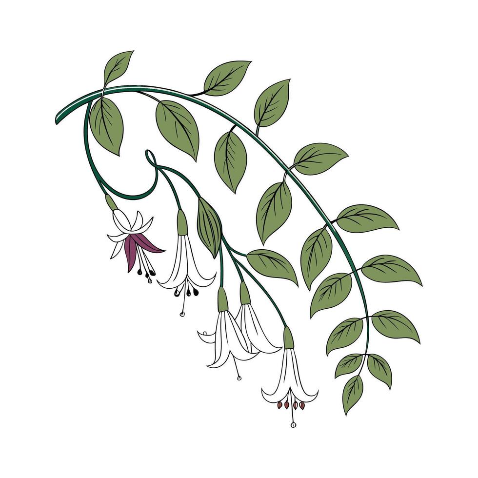 Charming Ceropegia Plant Illustration for Decor vector