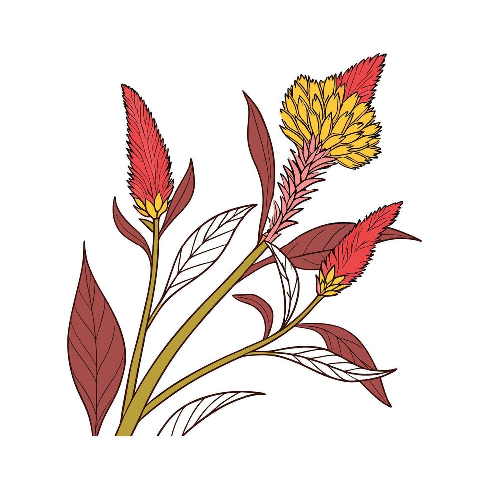 Charming Celosia Cockscomb Illustration for Decor vector