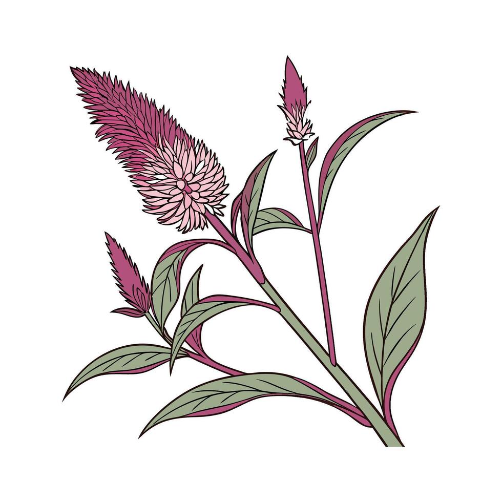 Distinctive Celosia Plant Artwork for Home vector