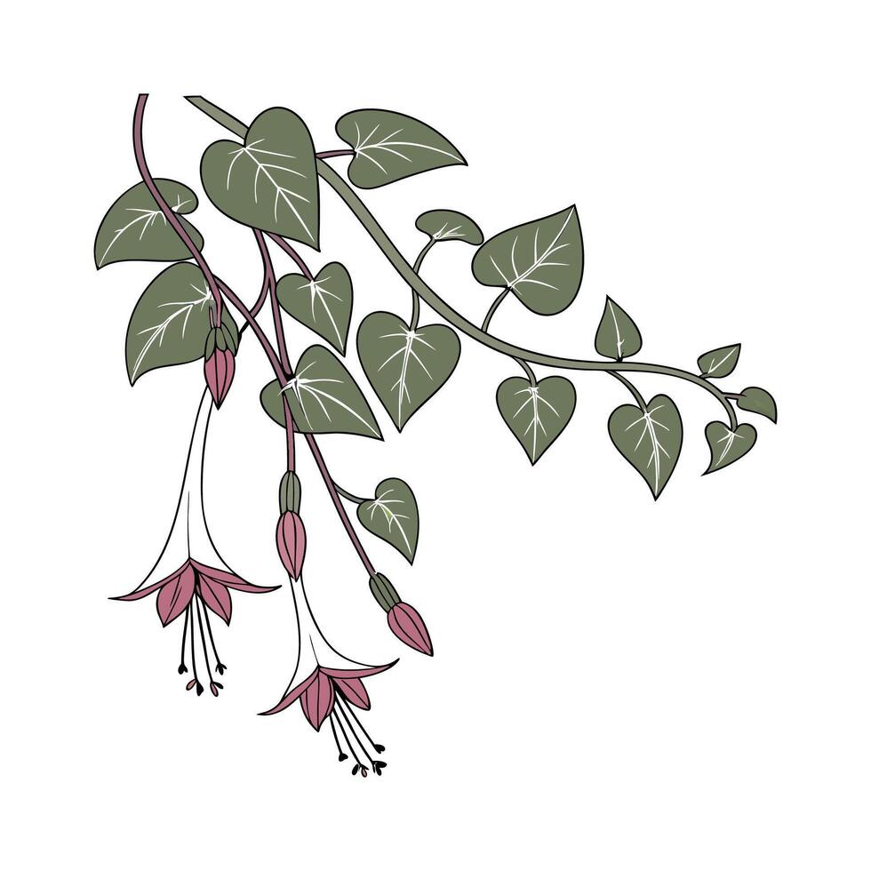 Charming Ceropegia Woodii Plant Artwork vector