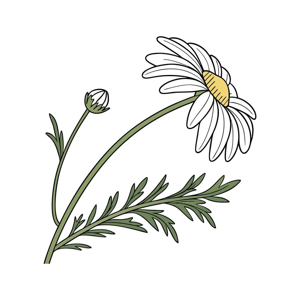 Vibrant Chamomile Plant Design for Elegant Spaces vector