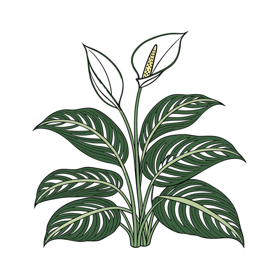 Elegant Chinese Evergreen Design for Decor vector