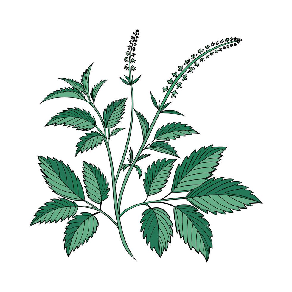Vibrant Chinese Evergreen Plant Design for Interiors vector