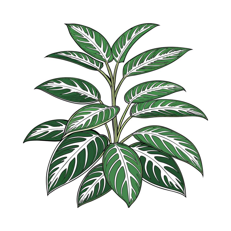 Distinctive Aglaonema Evergreen Plant Artwork vector