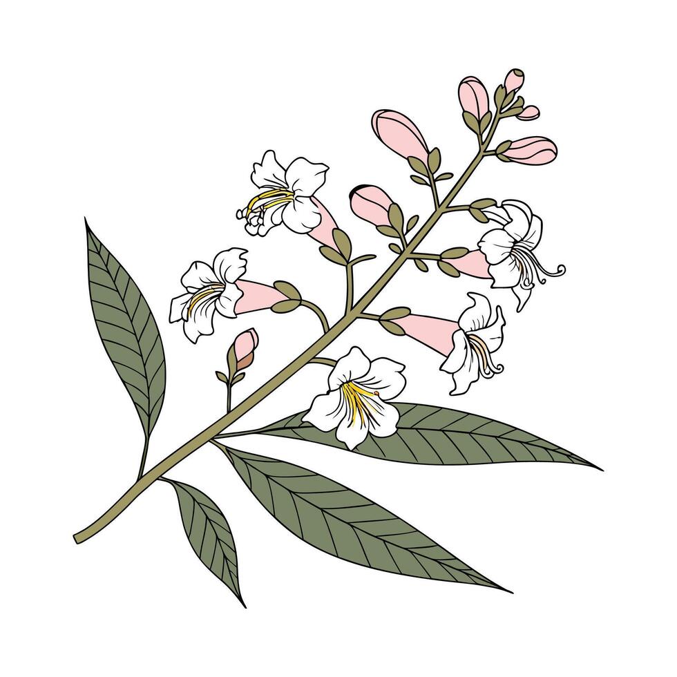 Chitalpa Tashkentensis Plant Design on White vector