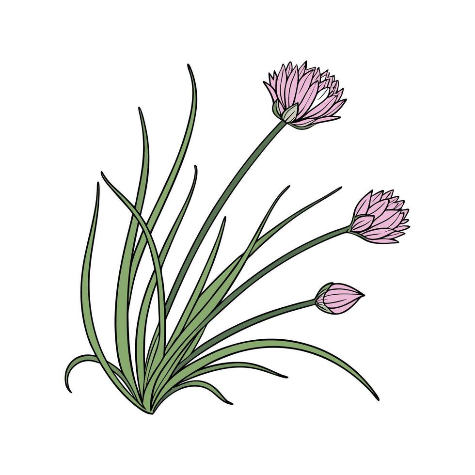 Chives Plant Design on Elegant White vector