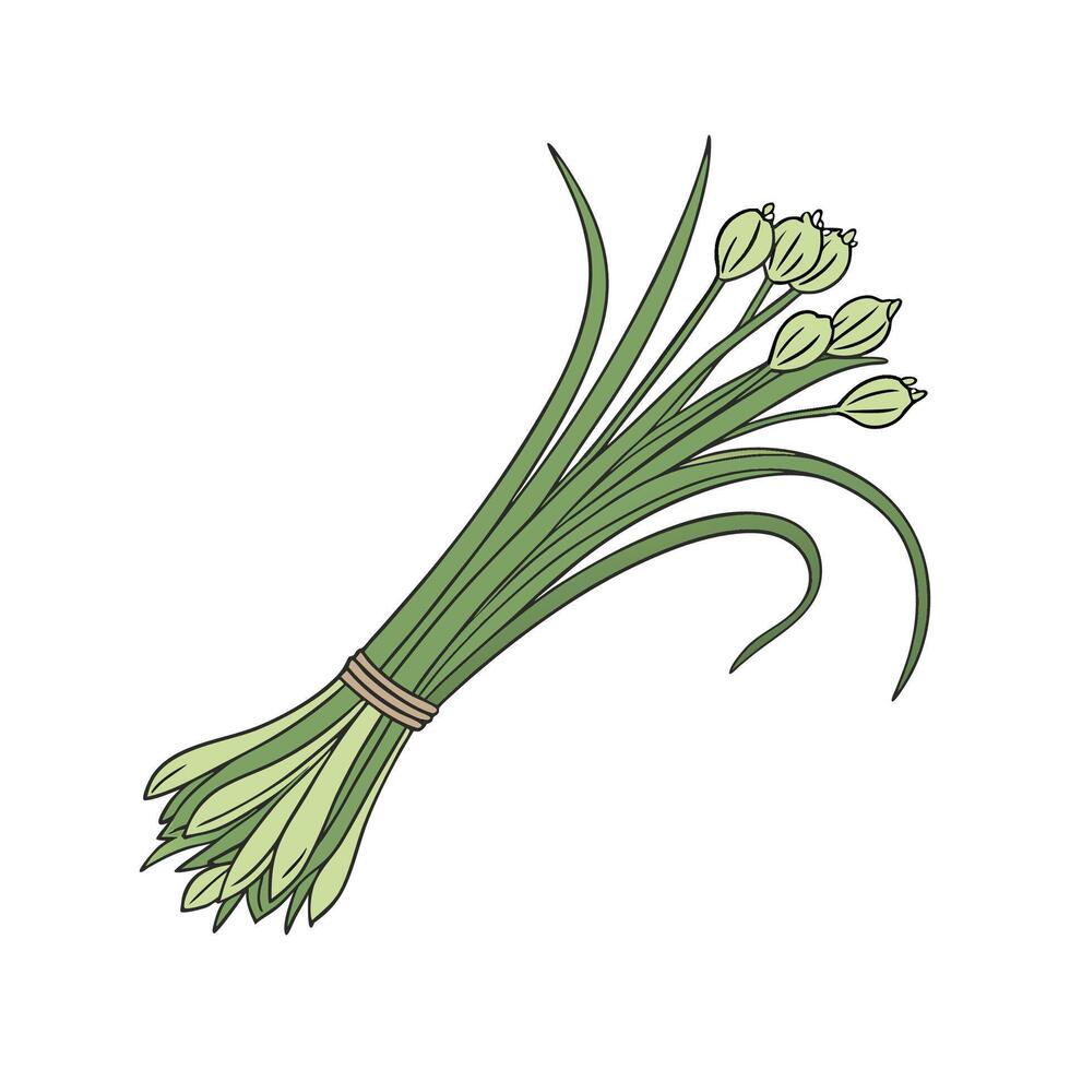 Vibrant Chives Plant Design for Decor vector
