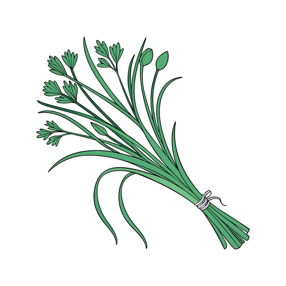 Charming Chives Plant Illustration for Home vector