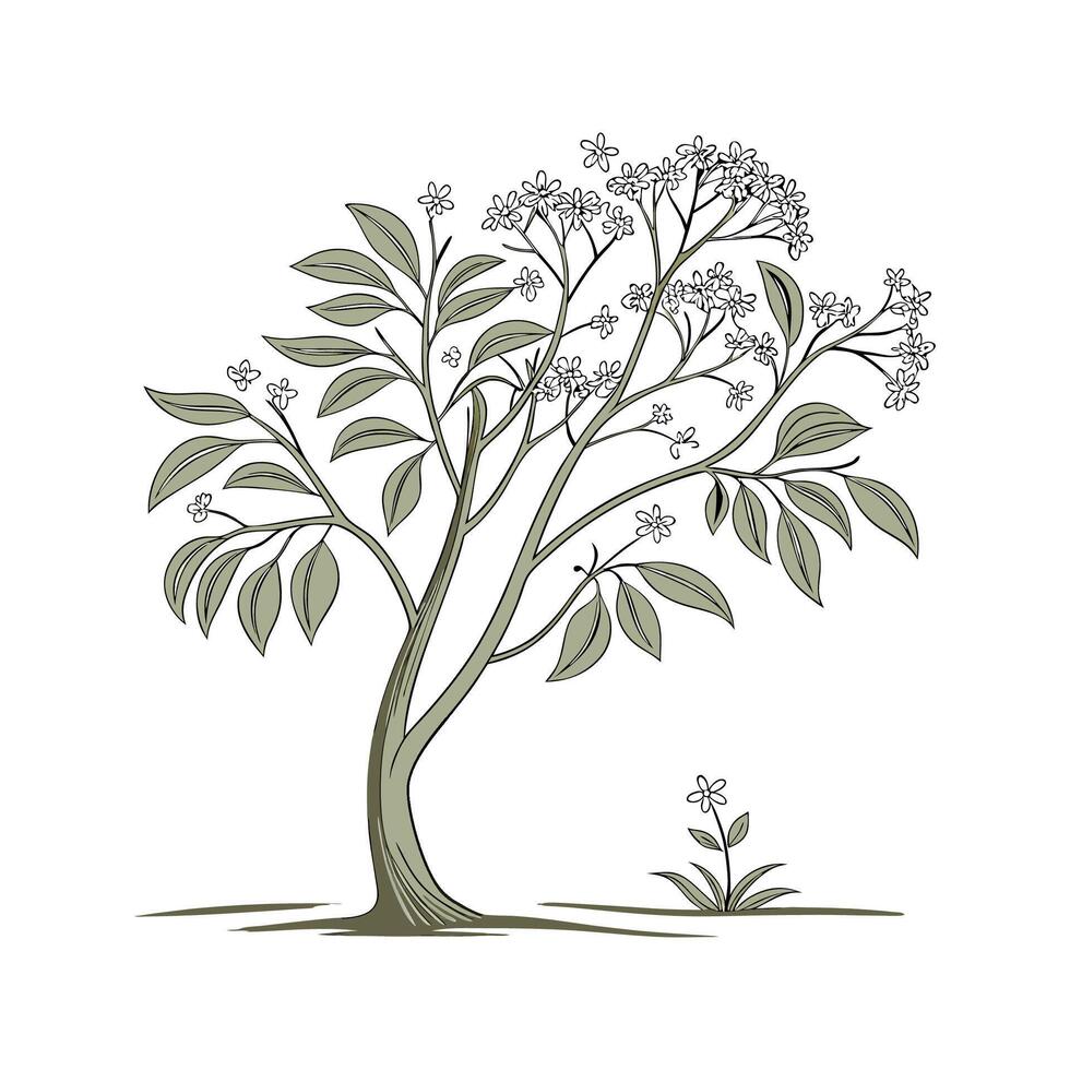 Distinctive Cinnamomum Verum Tree Design vector