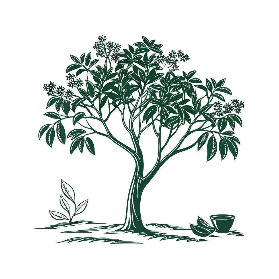 Cinnamomum Verum Tree Design on White vector