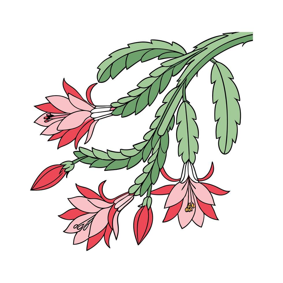 Vibrant Schlumbergera Christmas Cactus Design vector