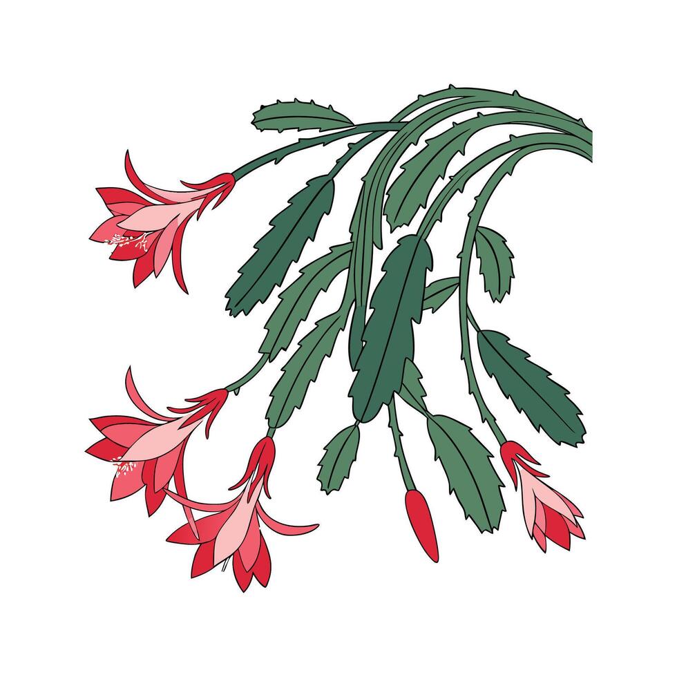 Schlumbergera Christmas Cactus Design on White vector