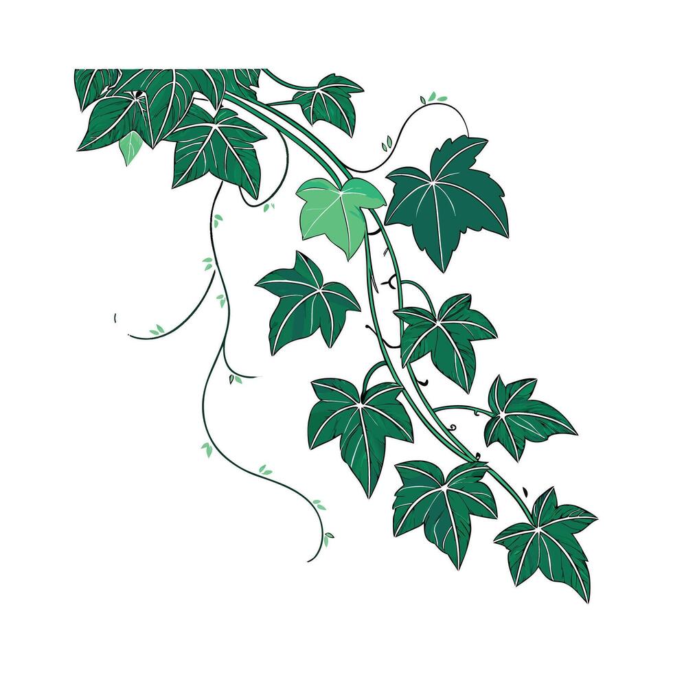 Distinctive Cissus Plant Design for Home vector