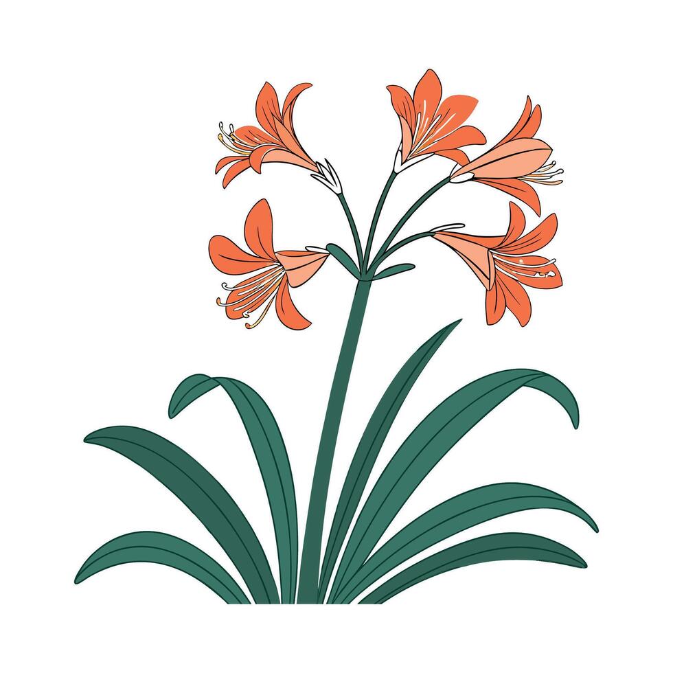 Charming Clivia Plant Illustration for Decor vector