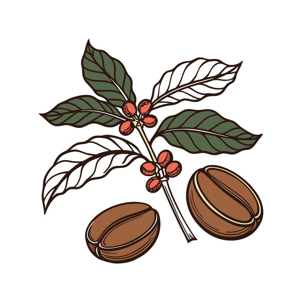 Vibrant Coffee Arabica Plant Design for Decor vector