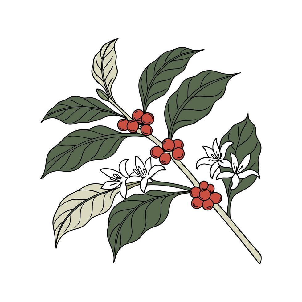 Vibrant Coffee Plant Design for Interiors vector