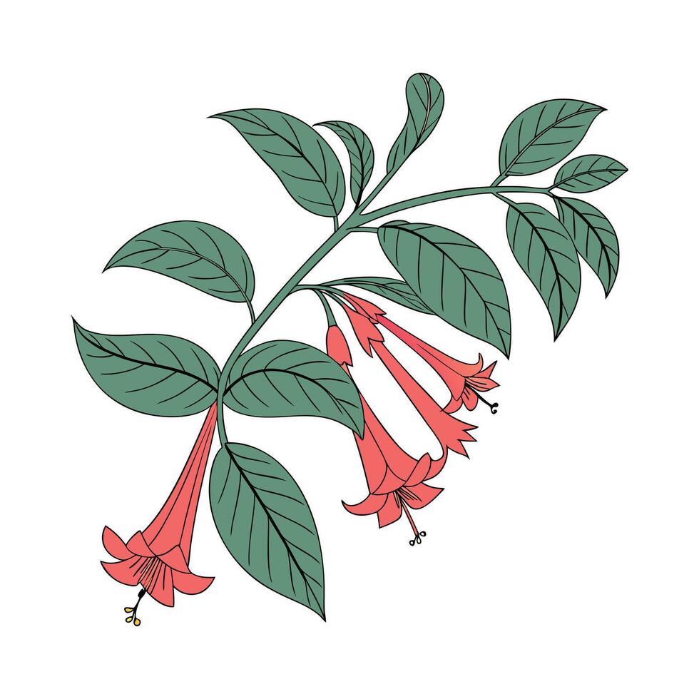 Distinctive Columnea Plant Artwork for Home vector