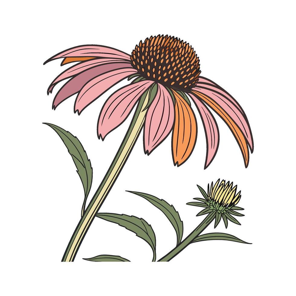 Charming Coneflower Illustration for Decor vector