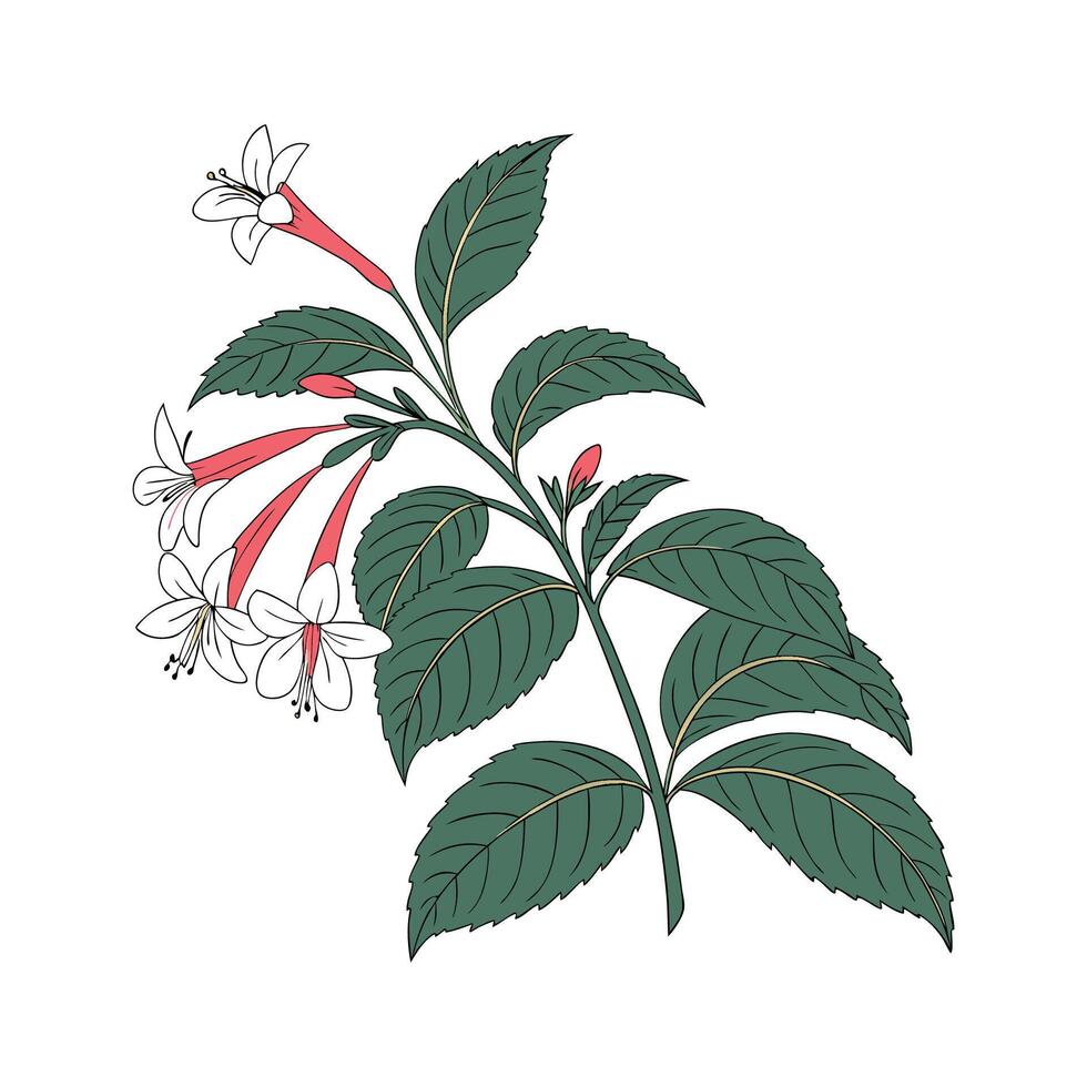 Charming Columnea Plant Illustration for Decor vector