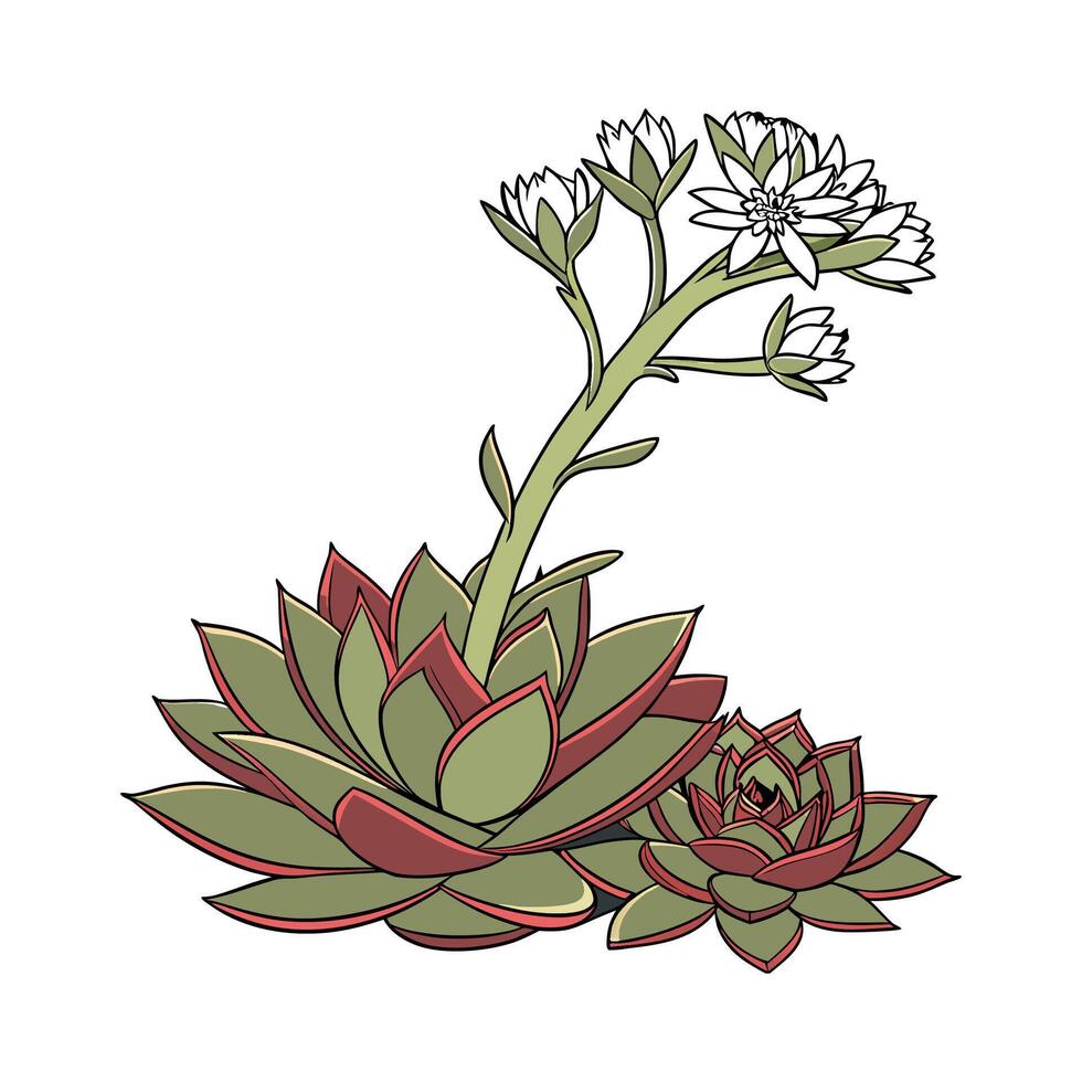 Charming Common Houseleek Illustration for Decor vector