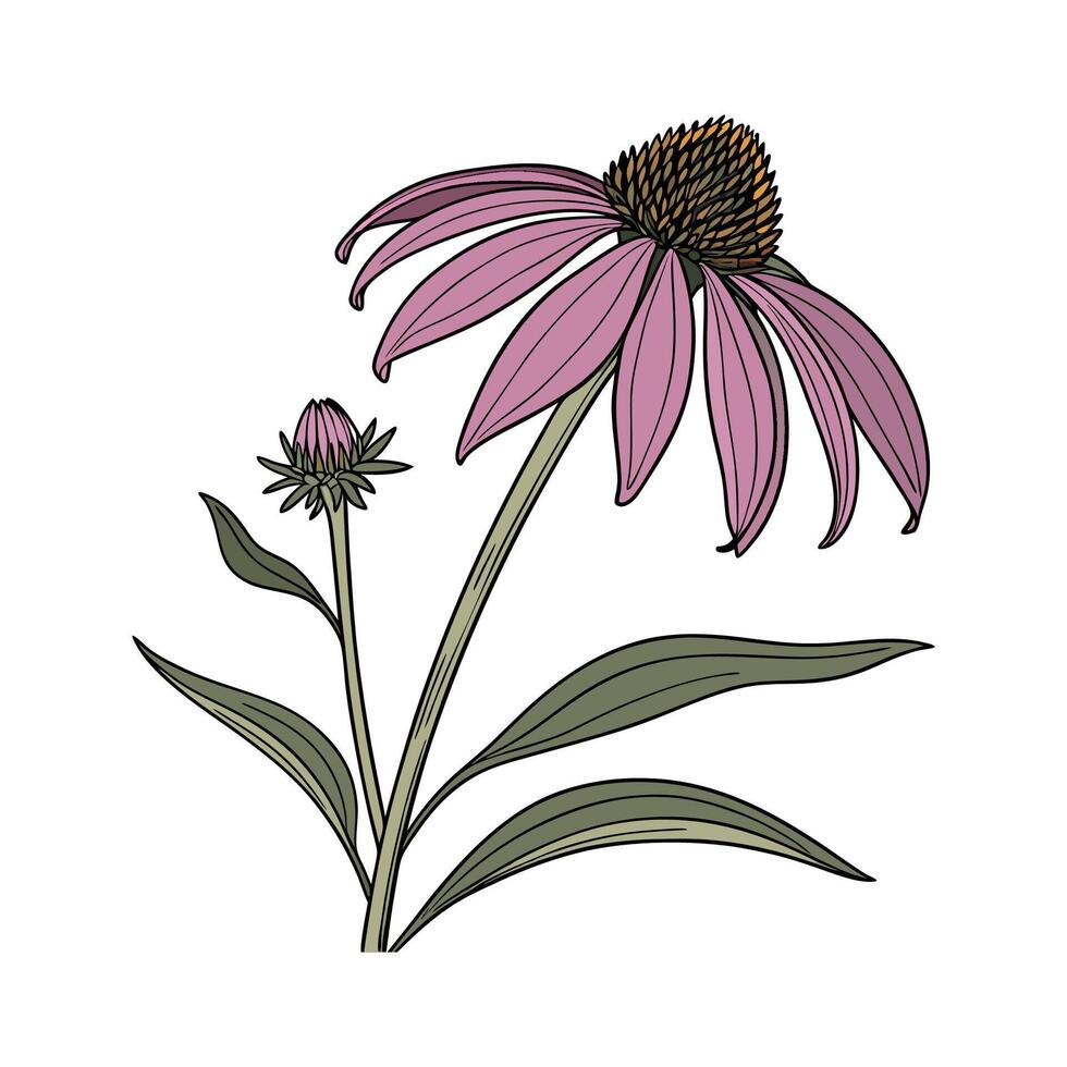 Distinctive Coneflower Artwork for Home vector