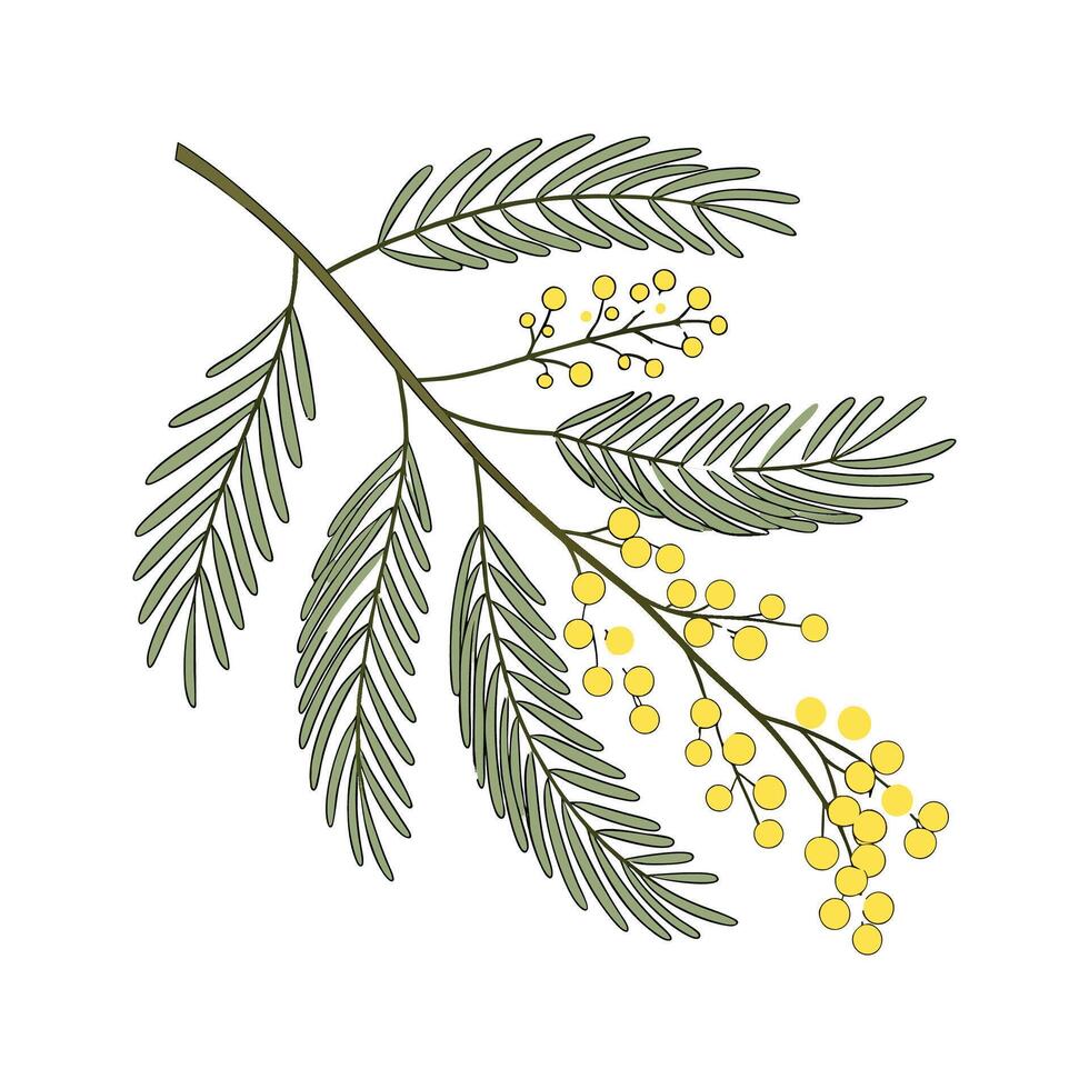 Distinctive Cootamundra Wattle Artwork vector