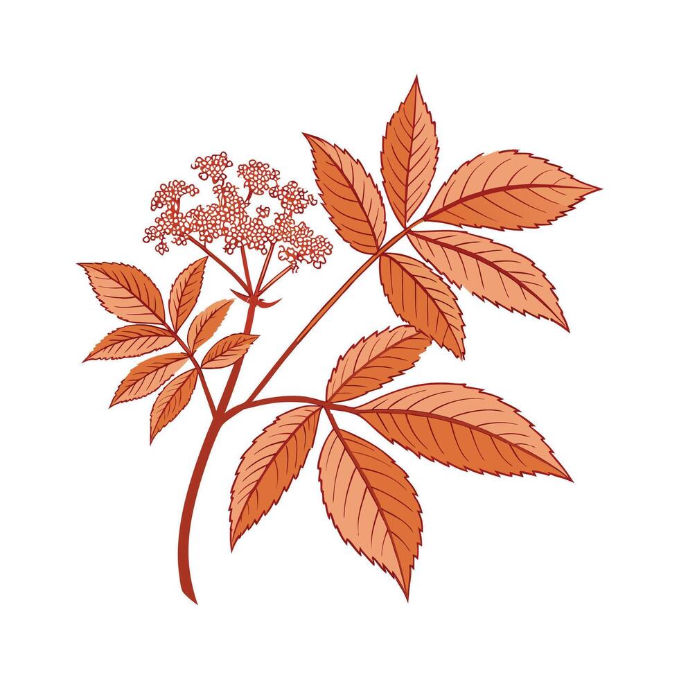 Charming Copper Plant Illustration vector