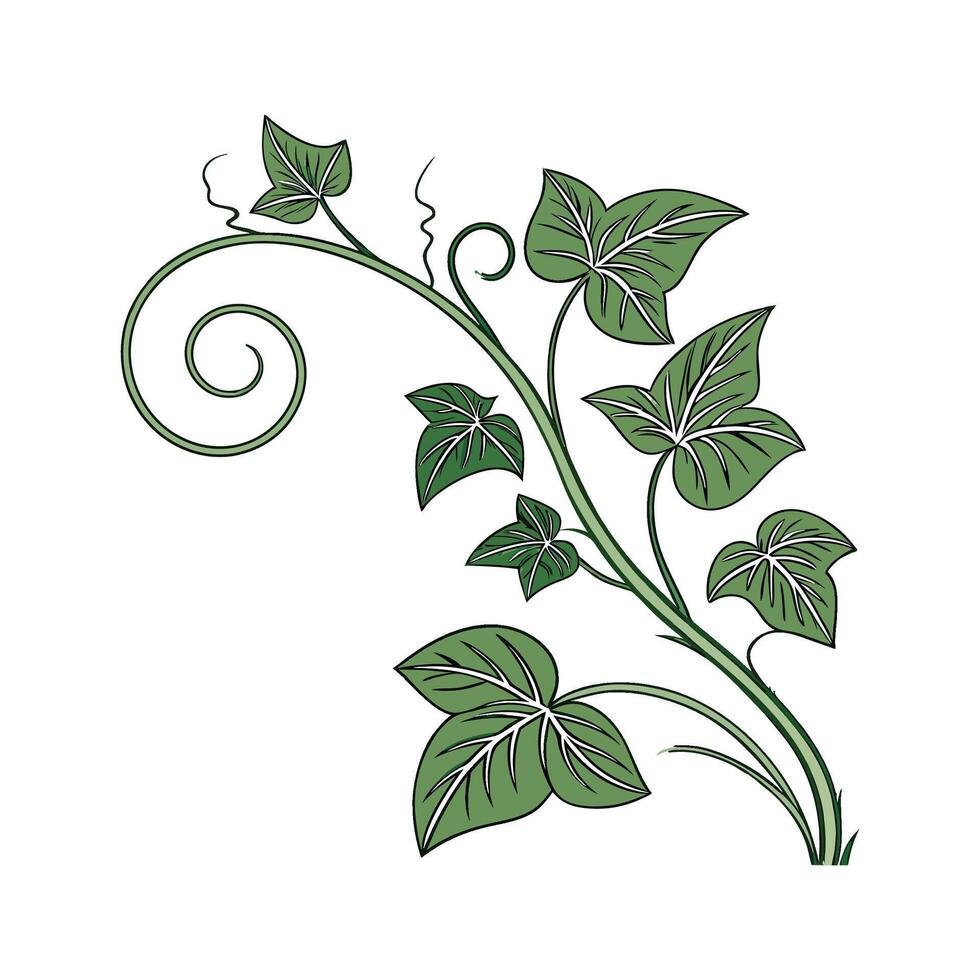 Vibrant Corkscrew Plant Design for Interiors vector