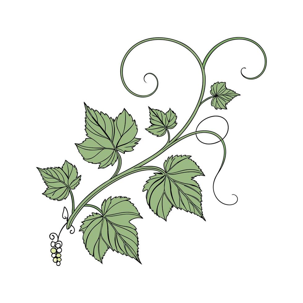 Charming Corkscrew Plant Illustration for Decor vector