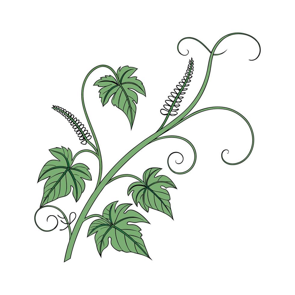 Charming Corkscrew Plant Design for Home vector
