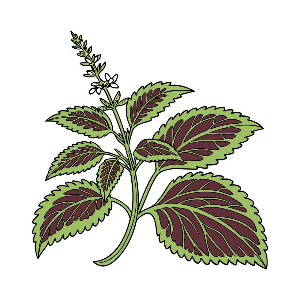 Charming Solenostemon Corkscrew Plant Illustration vector
