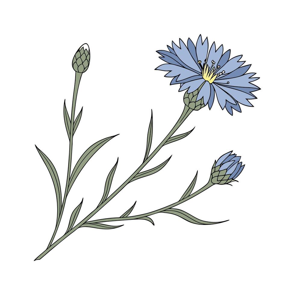 Charming Cornflower Illustration for Decor vector