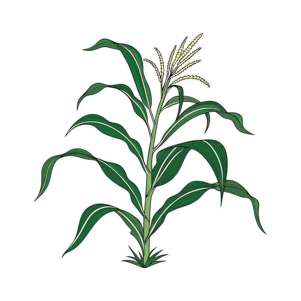 Distinctive Dracaena Fragrans Artwork for Home vector