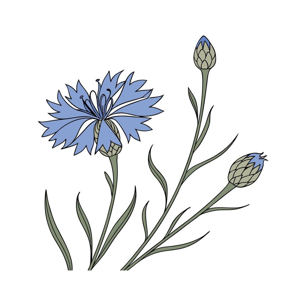 Distinctive Cornflower Artwork for Home vector