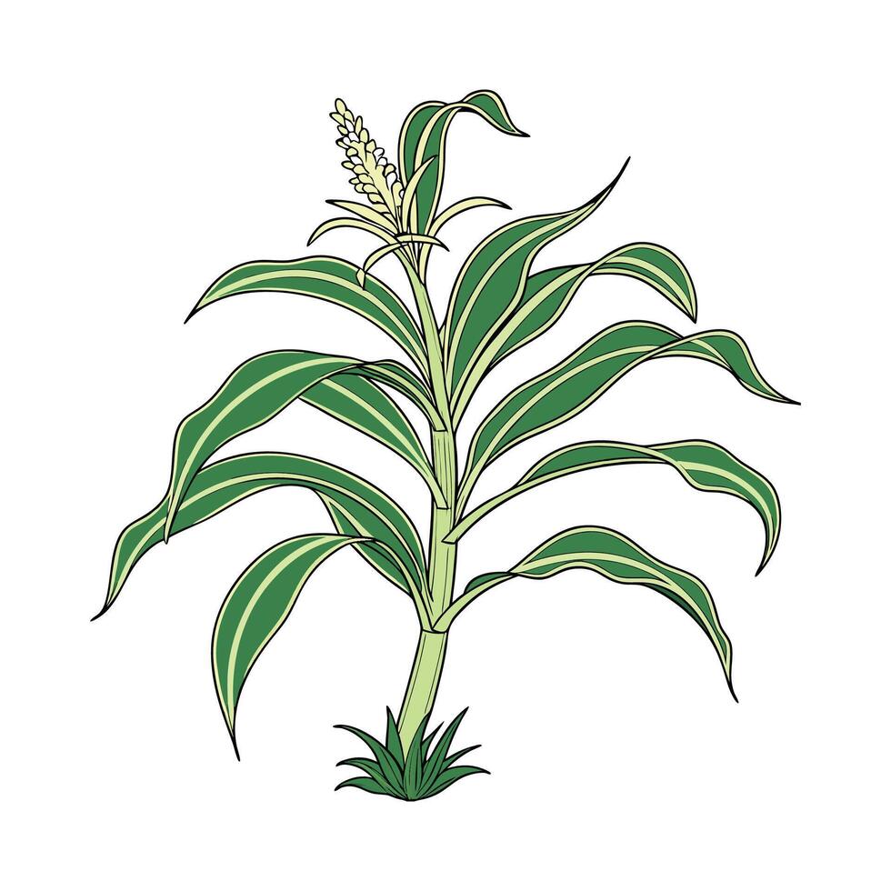 Vibrant Dracaena Fragrans Plant Design vector