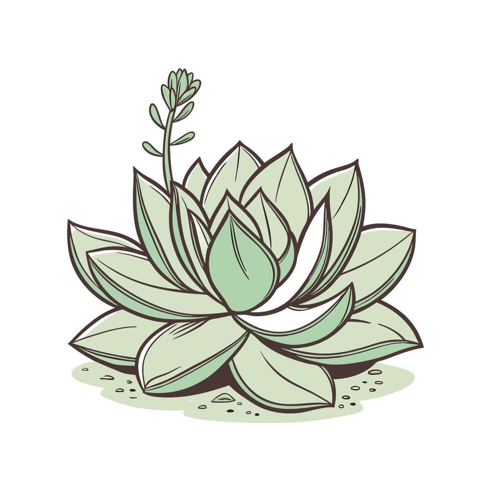 Elegant Crassula Plant Design for Beautiful Spaces vector